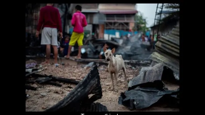 A Miracle Saved This Blind, Starved Dog From A Tragic Fire In Cambodia