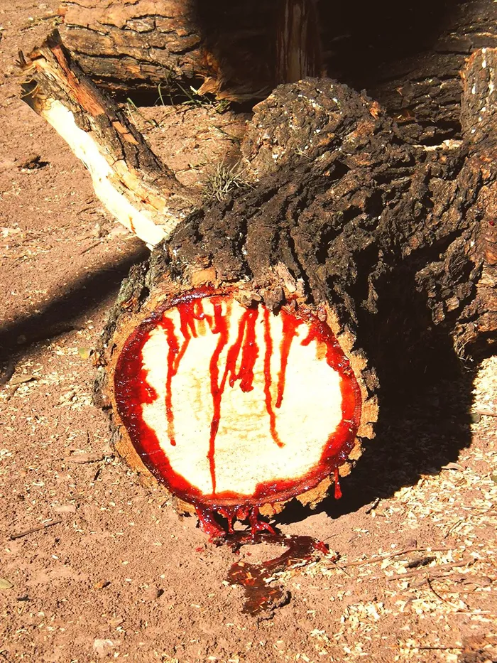  Arbol Pterocarpus angolensis