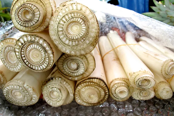 Troncos de bananeros