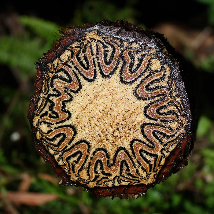 Helecho arborescente