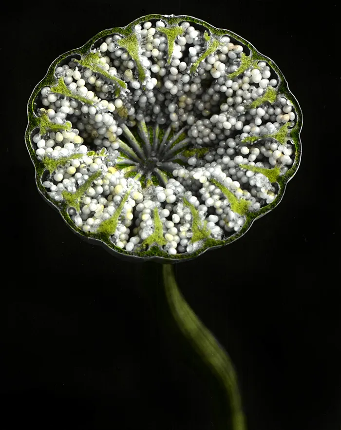 Cápsula de amapola