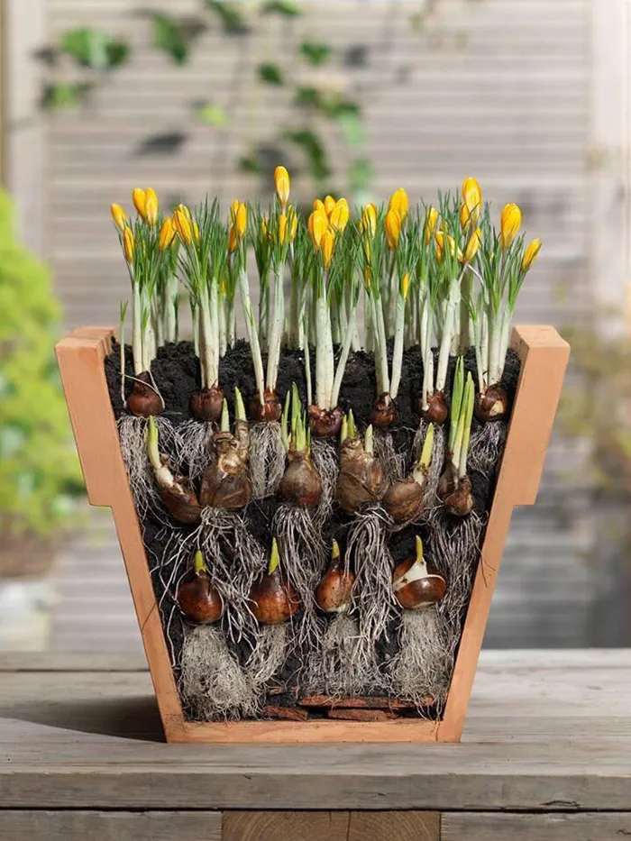Plantar bulbos al estilo "lasaña"