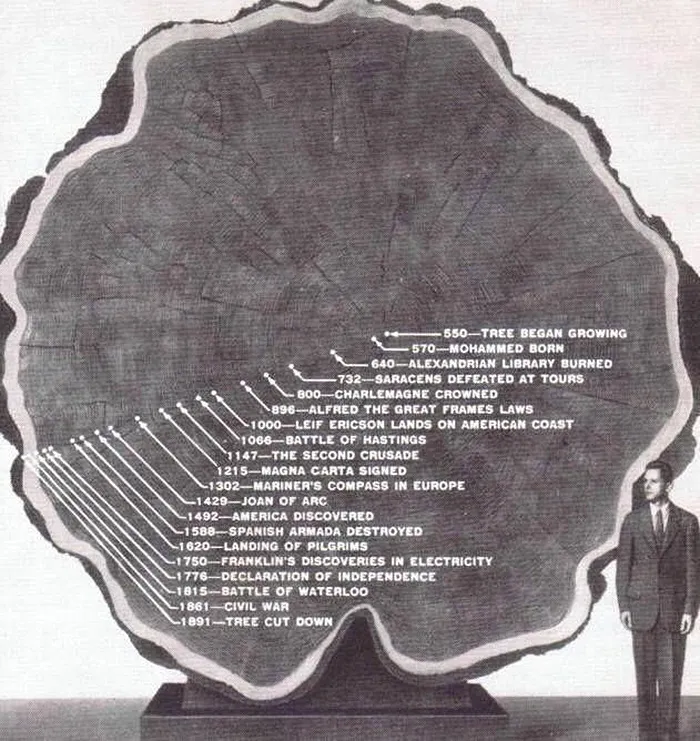Sequoya gigante con notas históricas