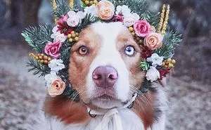 This Artist Is Making Flower Crowns For Animals And They Look Majestic