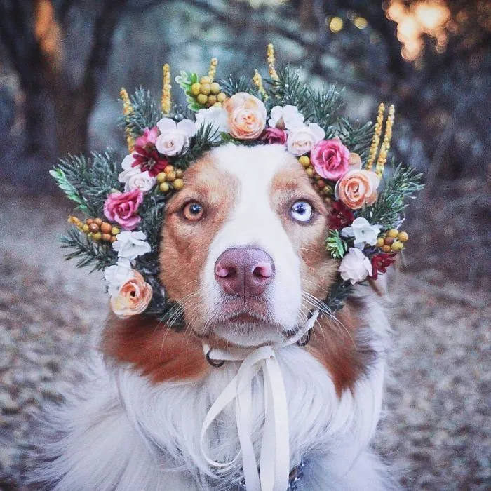Esta artista crea coronas de flores para animales y les da un aspecto majestuoso
