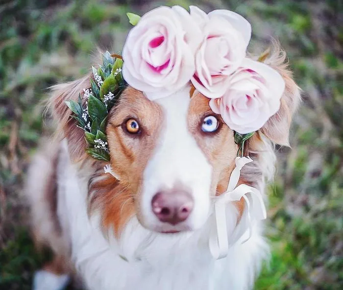Esta artista crea coronas de flores para animales y les da un aspecto majestuoso