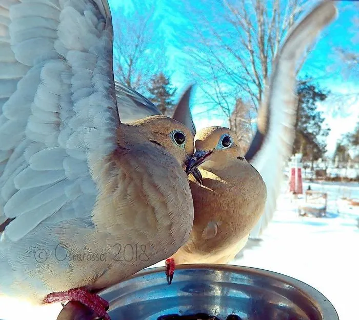 This Woman Set Up A Feeder Cam For Birds In Her Yard, And The Results Are Extraordinary (30 Pics)