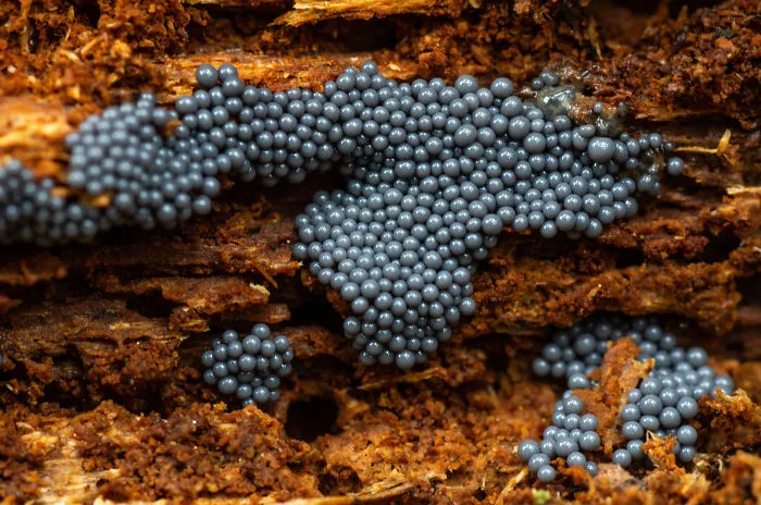 Best From Mushrooms Hunter Photography In 2018