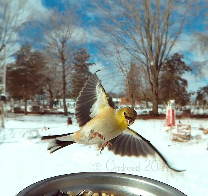 This Woman Set Up A Feeder Cam For Birds In Her Yard, And The Results Are Extraordinary (30 Pics)