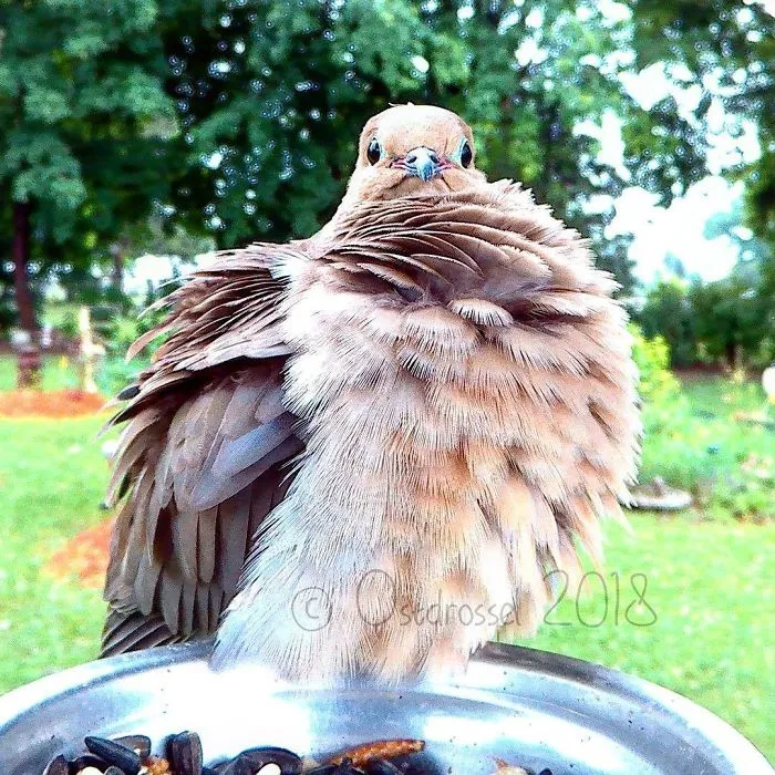 This Woman Set Up A Feeder Cam For Birds In Her Yard, And The Results Are Extraordinary (30 Pics)