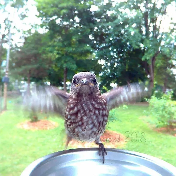 This Woman Set Up A Feeder Cam For Birds In Her Yard, And The Results Are Extraordinary (30 Pics)