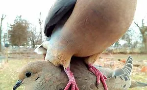This Woman Set Up A Feeder Cam For Birds In Her Yard, And The Results Are Extraordinary (30 Pics)