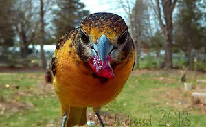 This Woman Set Up A Feeder Cam For Birds In Her Yard, And The Results Are Extraordinary (30 Pics)