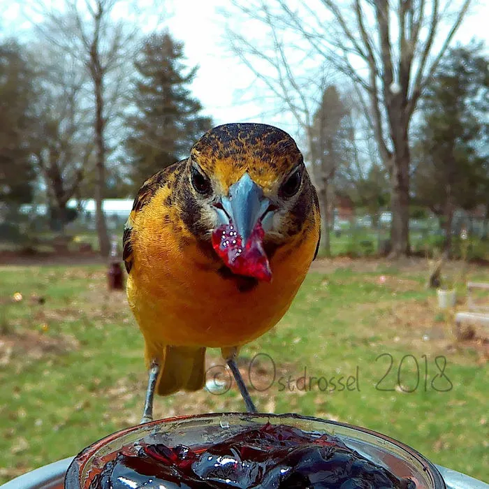 This Woman Set Up A Feeder Cam For Birds In Her Yard, And The Results Are Extraordinary (30 Pics)