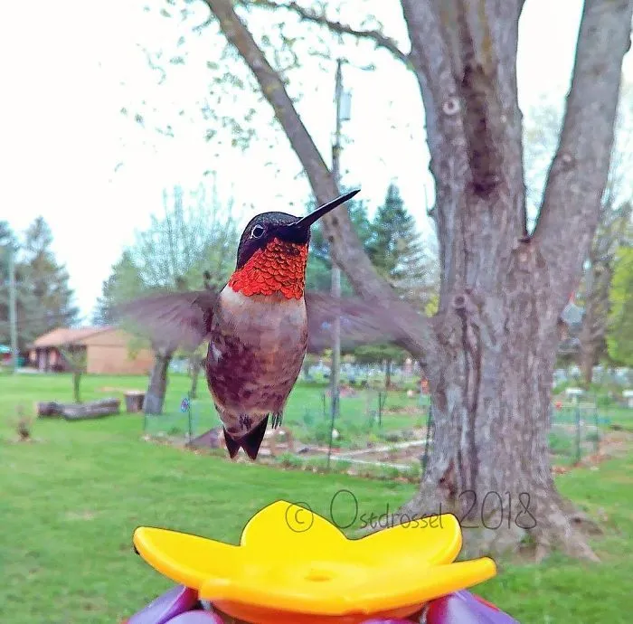 This Woman Set Up A Feeder Cam For Birds In Her Yard, And The Results Are Extraordinary (30 Pics)