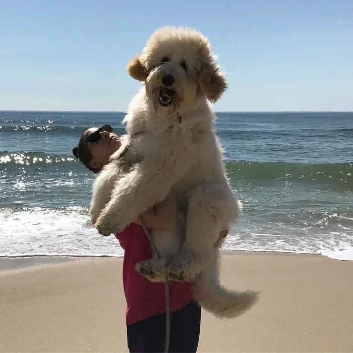 Woman holding her dog near in a seaside 