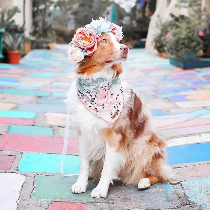 Esta artista crea coronas de flores para animales y les da un aspecto majestuoso