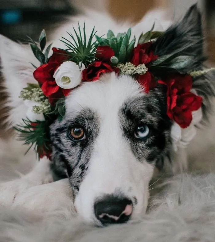 This Artist Is Making Flower Crowns For Animals And They Look Majestic