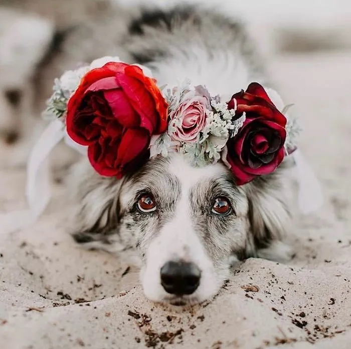 This Artist Is Making Flower Crowns For Animals And They Look Majestic