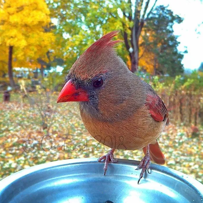 This Woman Set Up A Feeder Cam For Birds In Her Yard, And The Results Are Extraordinary (30 Pics)