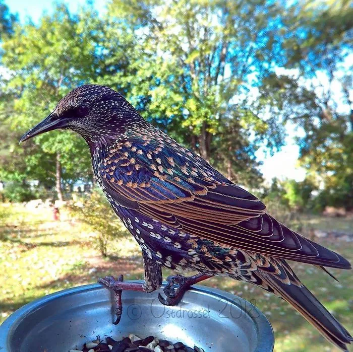 This Woman Set Up A Feeder Cam For Birds In Her Yard, And The Results Are Extraordinary (30 Pics)