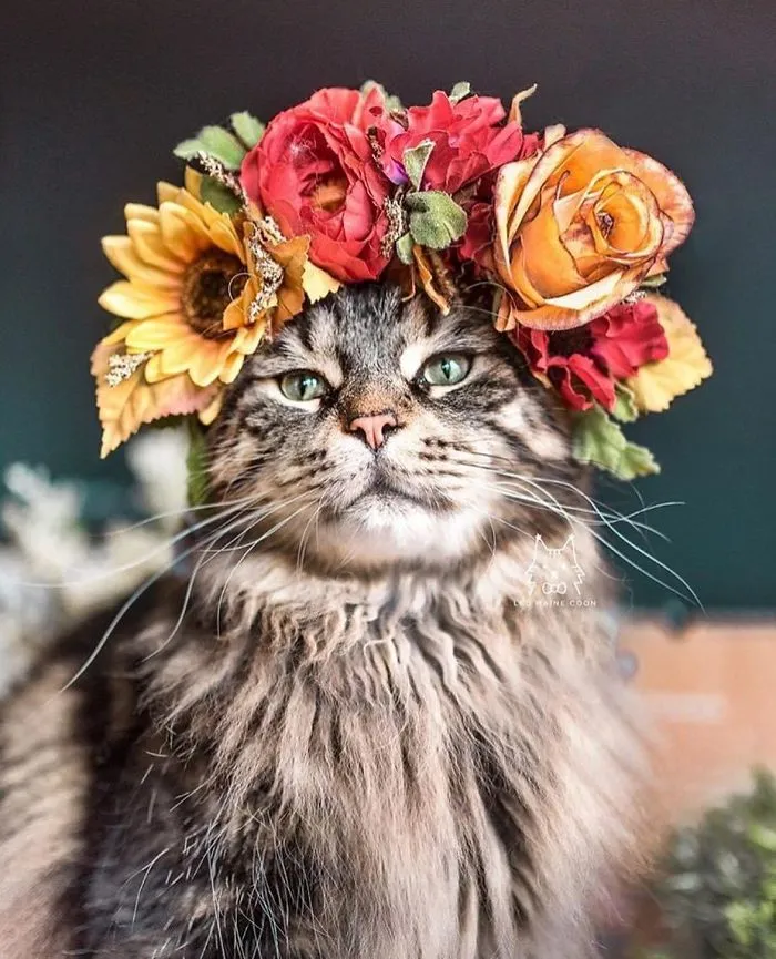 Esta artista crea coronas de flores para animales y les da un aspecto majestuoso