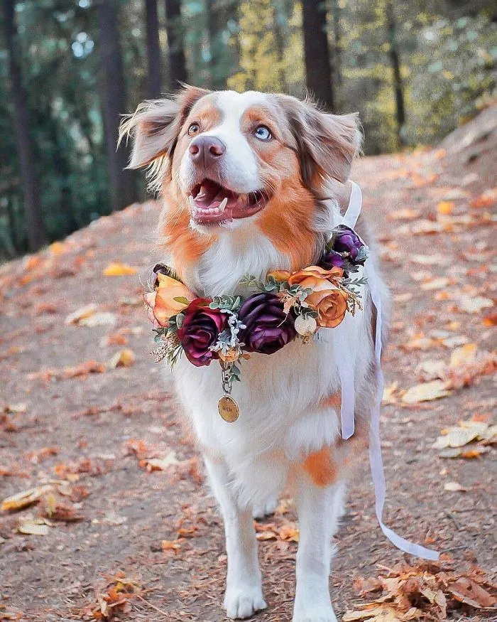 Esta artista crea coronas de flores para animales y les da un aspecto majestuoso