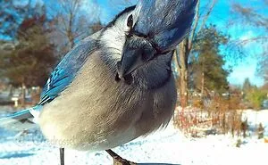 This Woman Set Up A Feeder Cam For Birds In Her Yard, And The Results Are Extraordinary (30 Pics)