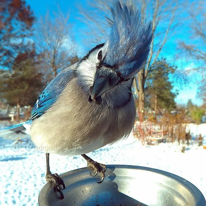 This Woman Set Up A Feeder Cam For Birds In Her Yard, And The Results Are Extraordinary (30 Pics)