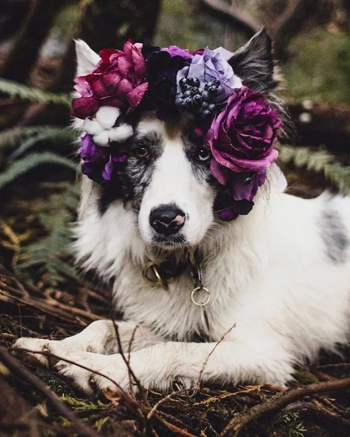 Esta artista crea coronas de flores para animales y les da un aspecto majestuoso