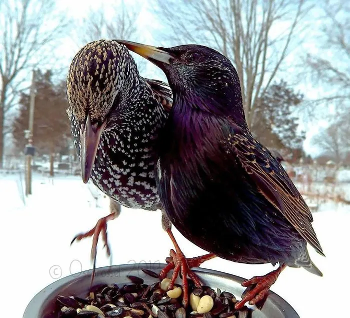 This Woman Set Up A Feeder Cam For Birds In Her Yard, And The Results Are Extraordinary (30 Pics)