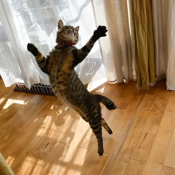 30 Of The Funniest Dancing Cat Pics