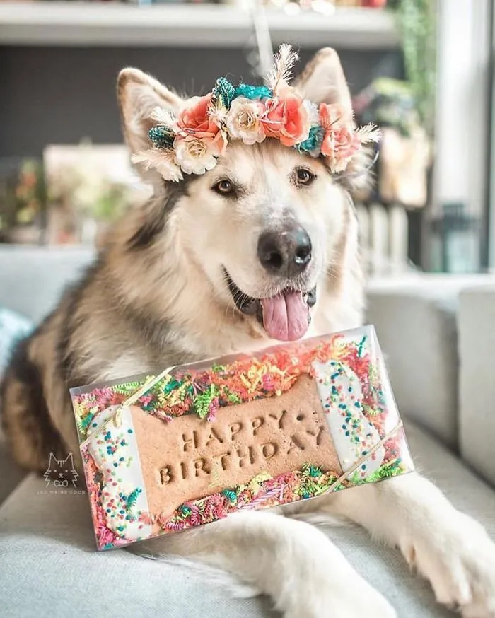 Esta artista crea coronas de flores para animales y les da un aspecto majestuoso