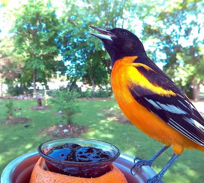 This Woman Set Up A Feeder Cam For Birds In Her Yard, And The Results Are Extraordinary (30 Pics)