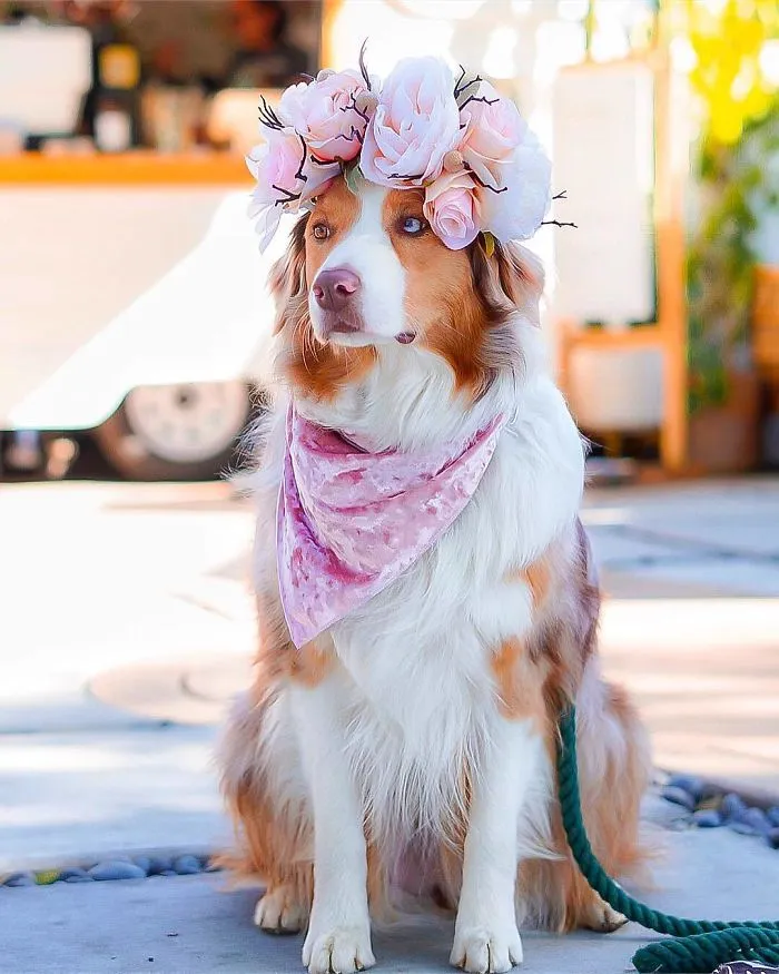 Esta artista crea coronas de flores para animales y les da un aspecto majestuoso
