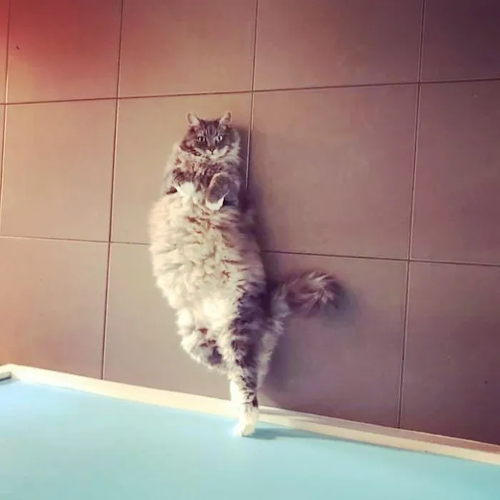 30 Of The Funniest Dancing Cat Pics
