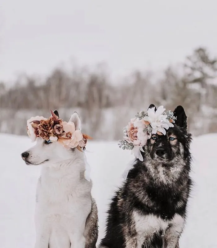 This Artist Is Making Flower Crowns For Animals And They Look Majestic