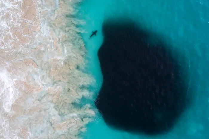 I Took These Jaw-Dropping Shots Of A Shark Frenzy In Western Australia