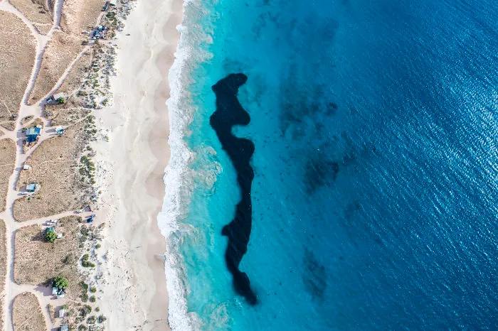 I Took These Jaw-Dropping Shots Of A Shark Frenzy In Western Australia