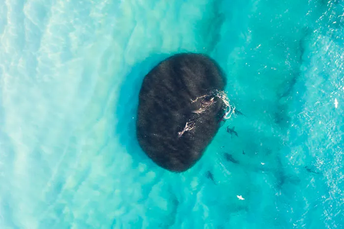 Sean Scott Shark Images