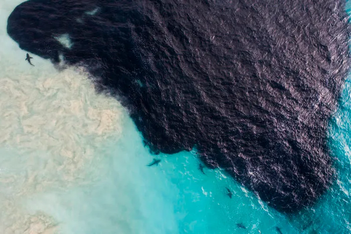 Sean Scott Shark Images