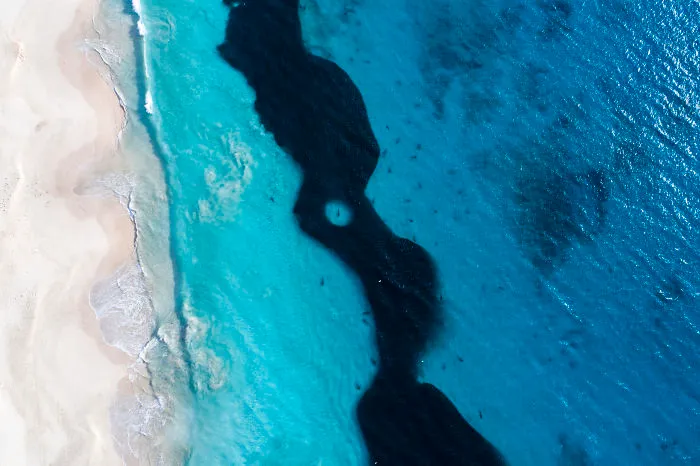 I Took These Jaw-Dropping Shots Of A Shark Frenzy In Western Australia