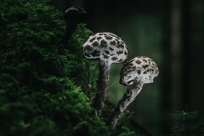 Best From Mushrooms Hunter Photography In 2018