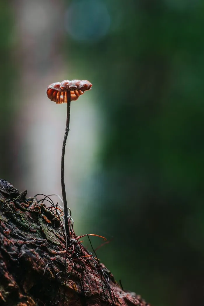 Best From Mushrooms Hunter Photography In 2018