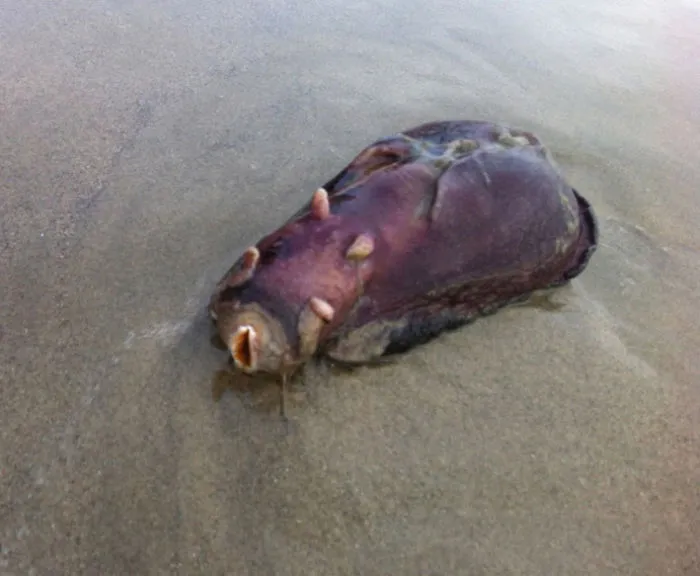 Found On Beach Near Nuclear Power Plant