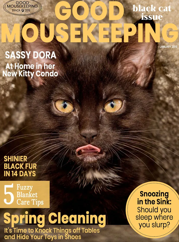 I Created Faux Magazine Covers To Boost Black Cat Adoption