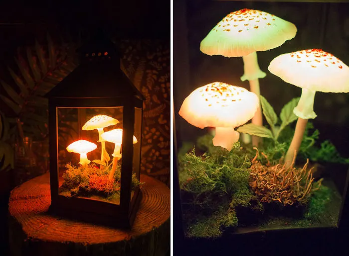 Amanita Mushrooms In Lantern