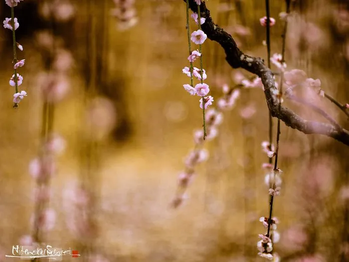 I Captured Spring In Japan