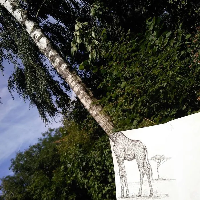 Giraffe