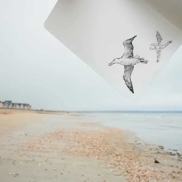 The Child Who Followed The Albatross